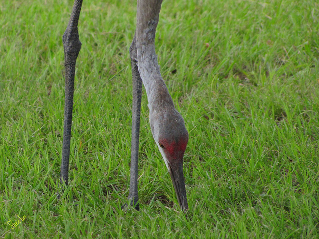 Sandhill Crane - the younger