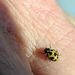 Parenthesis Ladybug