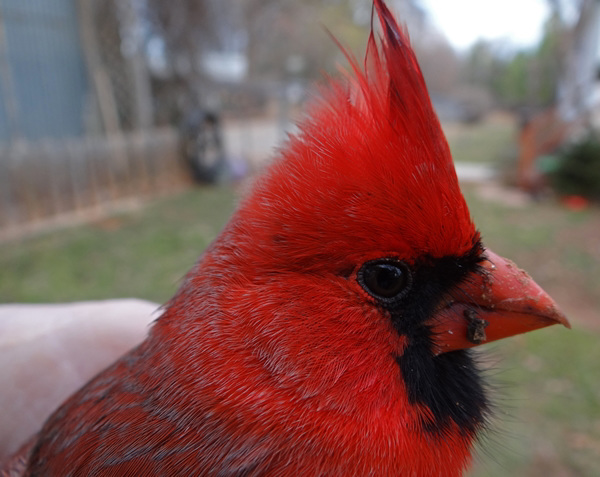 This Cardinal stunned himself flying into a window He recovered