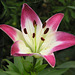 Garden lily