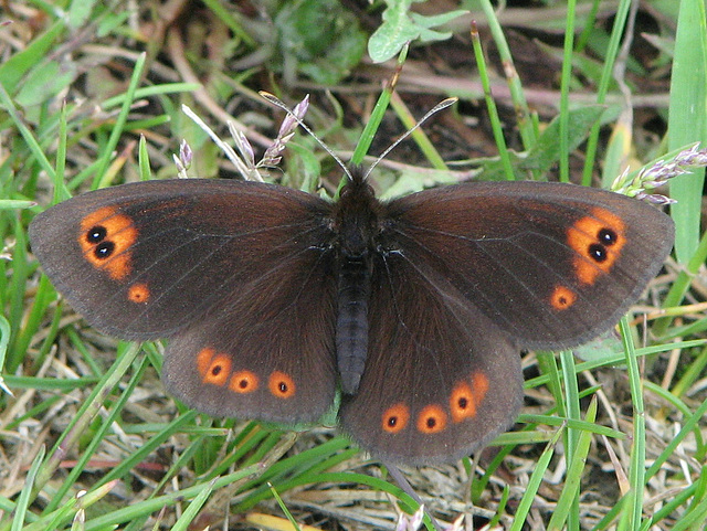 Common Alpine Butterfly