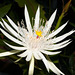 Epiphyllum hookeri = E. strictum - 2010-09-15-_DSC4107