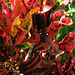 The colors of Crotons ..