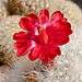 Mammillaria senilis - _DSC8876
