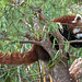 Kleiner Panda - 2011-03-12-_DSC5823