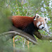 Kleiner Panda - 2011-03-12-_DSC5819