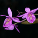 Barkeria chinensis (?!) - 2011-02-25-_DSC5657