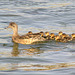 American Wigeon family