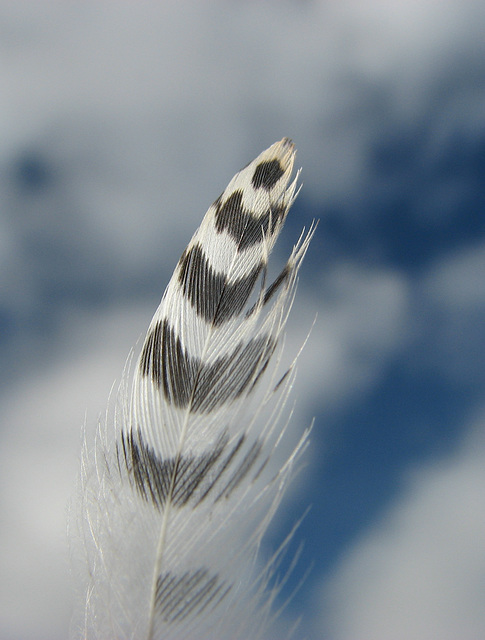 Tiny feather
