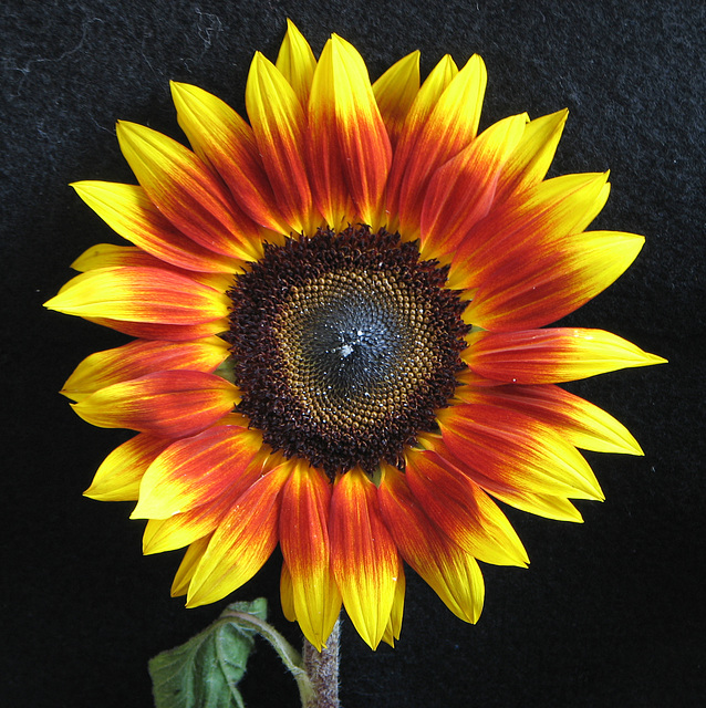Sunflower from Safeway