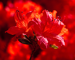 Rhododendron spec. / cv. - 2010-04-30-_DSC9510