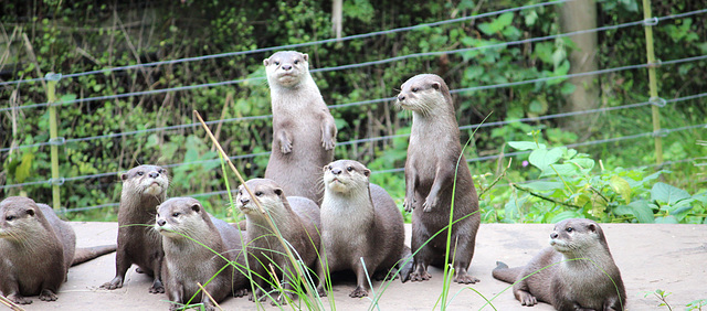 Oriental short clawed Otter.