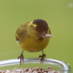 "A seed in the beak is worth two in the bowl" - famous Siskin sayings!