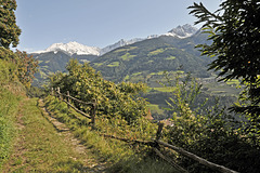 Tirolerweg, Kastanienbäume - 2008-10-04_DSC2274_Bearb-01