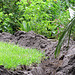 Okay, we must decide... is this a moat?  Is it a huge ant farm? Or - could it possibly be some subterranean creature digging in the yard?  Day 4-5 continued ...