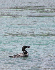 Common Loon with fish