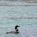 Common Loon with fish
