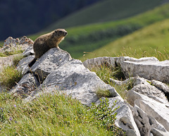Marmota marmota, Murmeltier - 2008-08-09_DSC1657