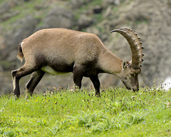 Capra ibex, Steinbock - 2008-08-09_DSC1580