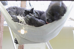 Mittagschlaf im Affenkindergarten (Wilhelma)