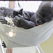Mittagschlaf im Affenkindergarten (Wilhelma)