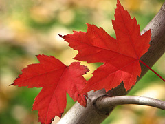 A Maple - at last!