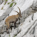 Capra ibex, Steinbock - 2008-08-09_DSC1577