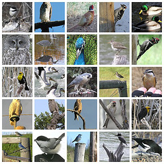 Birds of Alberta Set, page 3