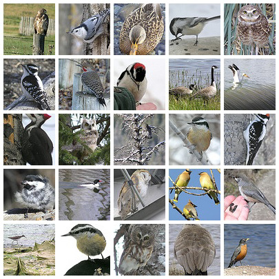 Birds of Alberta Set, page 2