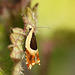 Ancylis badiana - Common Roller