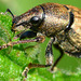 Vine Weevil. Otiorhynchus sulcatus