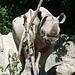 Nashorn - 2011-08-31-_DSC2584