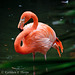 Flamingo from Florida - Explore January 1, 2012 #251