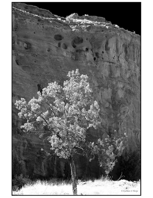 Wallatowa, tree, and cliffs in black and white