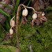 Widerbart, Epipogium aphyllum - 2011-08-17-_DSC1746