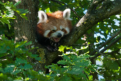 Kleiner Panda, Ailurus fulgens - 2011-08-31-_DSC2483