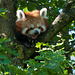 Kleiner Panda, Ailurus fulgens - 2011-08-31-_DSC2483