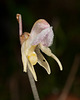 Widerbart, Epipogium aphyllum - 2011-08-17-_DSC1695