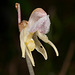 Widerbart, Epipogium aphyllum - 2011-08-17-_DSC1695