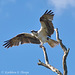 Osprey at Anastasia Island - Not the best, but all I had that day was a wide angle.