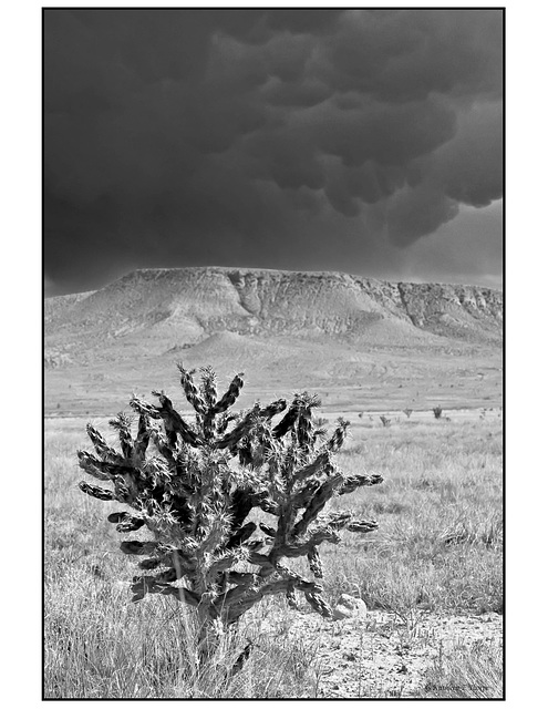 Couds and cactus in black and white