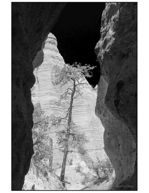 Ponderosa Pine, Kasha Ketuwe slot canyon in black and white