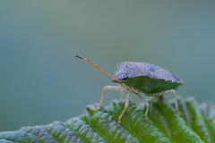 Cute Little Shield Bug