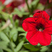 Gleaming Red Petunia with Satin Petals