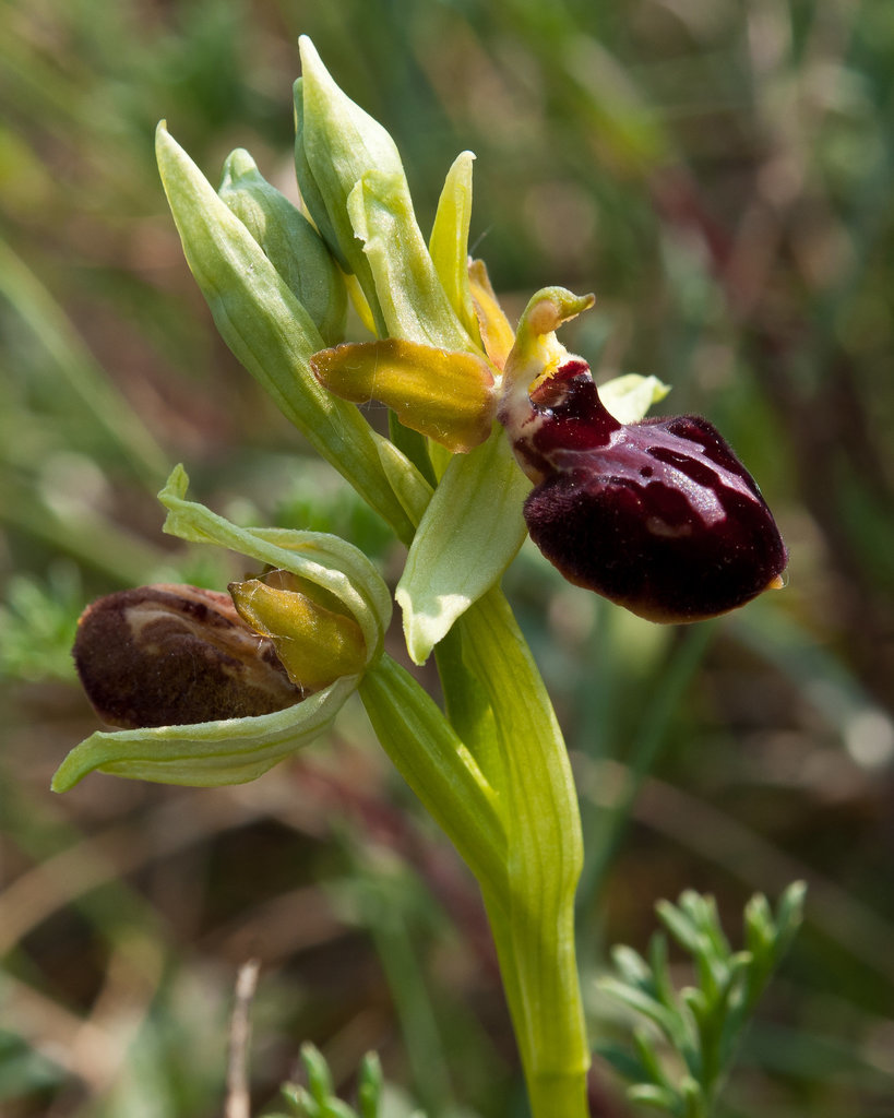 Ophrys sphegodes - 2011-04-28-_DSC6720