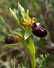 Ophrys sphegodes - 2011-04-28-_DSC6720