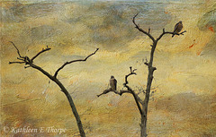 Redtail Hawks - Lenabem Texture