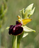 Ophrys sphegodes - 2011-04-28-_DSC6695
