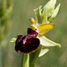 Ophrys sphegodes - 2011-04-28-_DSC6695