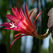 Disocactus-Epiphyllum-Hybride - 2011-04-05-_DSC6131